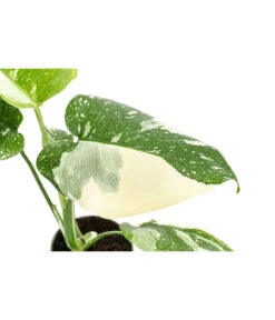 Fensterblatt - Monstera Deliciosa 'Thai Constellation', Panaschiert -Garten Umfassend Geschäft 8402034 WE DE 001 MonsteraThaiConstellationT6