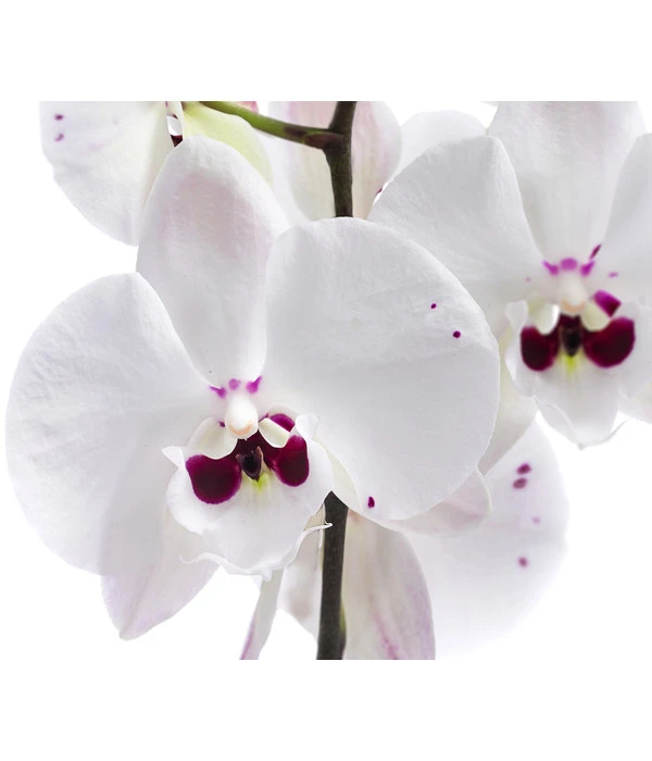 Schmetterlingsorchidee - Phalaenopsis Cultivars 'Reyoung Prince' 4 Schmetterlingsorchidee - Phalaenopsis Cultivars 'Reyoung Prince' – Bild 2