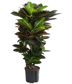 Wunderstrauch - Codiaeum Variegatum 'Petra', Hydrokultur