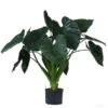 Pfeilblatt - Alocasia 'Wentii', Hydrokultur -Garten Umfassend Geschäft 8425662 WE FS 001 AlocasiaWentii25 19H100