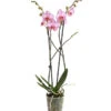 Schmetterlingsorchidee - Phalaenopsis Cultivars, Verschiedene Sorten -Garten Umfassend Geschäft 8466872 WE FS 001 SchmetterlingsorchideePhalaenopsisSofaMix2TrieberT12PremiumDehnerExpressHerzig