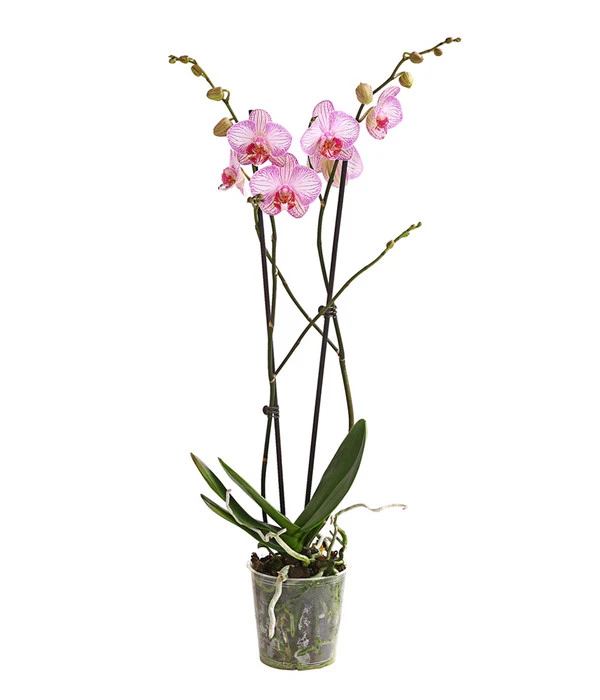 Schmetterlingsorchidee - Phalaenopsis Cultivars, Verschiedene Sorten 3 Schmetterlingsorchidee - Phalaenopsis Cultivars, Verschiedene Sorten