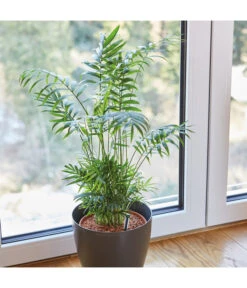 Seramis Spezialsubstrat Für Palmen, 7 L -Garten Umfassend Geschäft 8475907 WE MO 004 SeramisPalmenGranulat7L