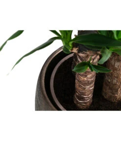 Yucca-Palme - Yucca Elephantipes, In Keramik -Garten Umfassend Geschäft 8478745 WE DE 002 Yucca3erT21inKeramikMatheaGold