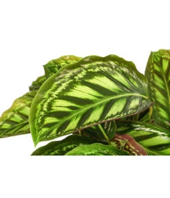 Korbmarante - Calathea Roseopicta 'Flamestar' -Garten Umfassend Geschäft 8506313 PR DE 001 CalatheaFlamestarT14 DehnerExpressHerzig