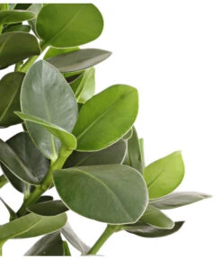 Rosafarbener Balsamapfel - Clusia Major -Garten Umfassend Geschäft 8507733 WE DE 001 RosafarbenerBalsamapfelClusiaMajorT17DehnerExpressHerzig