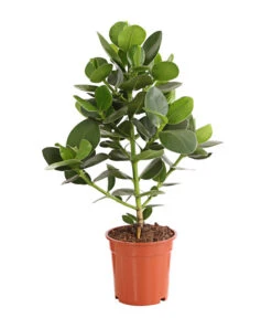 Rosafarbener Balsamapfel - Clusia Major