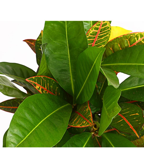 Wunderstrauch - Codiaeum Variegatum 'Banana' 4 Wunderstrauch - Codiaeum Variegatum 'Banana' – Bild 2