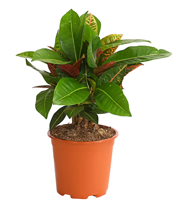 Wunderstrauch - Codiaeum Variegatum 'Banana' 3 Wunderstrauch - Codiaeum Variegatum 'Banana'