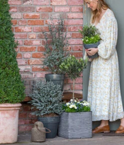 Vergissmeinnicht 'Myomark' -Garten Umfassend Geschäft 8512238 WE MO 001 EukylaptusOlive