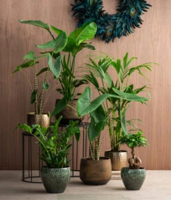 Pfeilblatt - Alocasia Zebrina 8 Pfeilblatt - Alocasia Zebrina -Garten Umfassend Geschäft 8516916 8622763 8560252 8630253 WE MO 002 HoweaForsterianaAlocasiaStrelitziaZamioculca