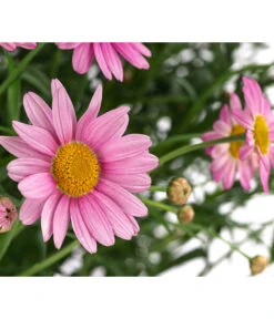 Margerite, Stämmchen, Verschiedene Farben 7 Margerite, Stämmchen, Verschiedene Farben -Garten Umfassend Geschäft 8518664 WE DE 002 MargeritenStammBuntT25Argyranthemum