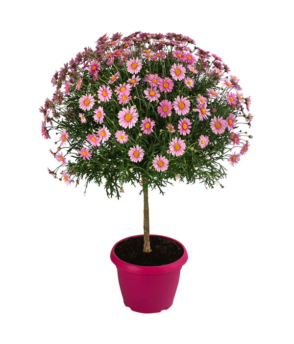 Margerite, Stämmchen, Verschiedene Farben 3 Margerite, Stämmchen, Verschiedene Farben