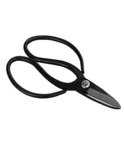 Bonsai Chinesischer Feigenbaum - Ficus Retusa, Anfänger-Set, 10 Jahre -Garten Umfassend Geschäft 8561573 WE FS 002 SchereSetBonsai