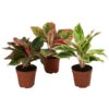 Buntblättriger Kolbenfaden-Set - Aglaonema Commutatum, 3-teilig -Garten Umfassend Geschäft 8561581 WE FS 001 Aglaonema3SetT12
