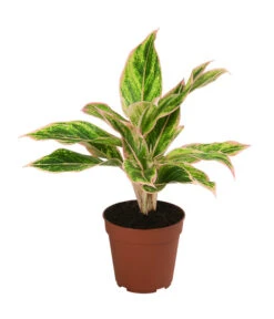 Buntblättriger Kolbenfaden-Set - Aglaonema Commutatum, 3-teilig -Garten Umfassend Geschäft 8561581 WE FS 003 Aglaonema3SetT12