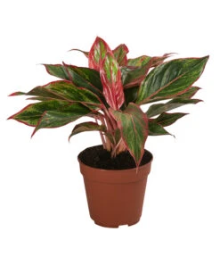 Buntblättriger Kolbenfaden-Set - Aglaonema Commutatum, 3-teilig -Garten Umfassend Geschäft 8561581 WE FS 004 Aglaonema3SetT12