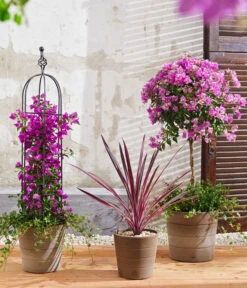 Drillingsblume, Pyramide/Spalier 8 Drillingsblume, Pyramide/Spalier -Garten Umfassend Geschäft 8583684 8684482 WE MO 003 KuebelpflanzenBougainvilleaCordyline