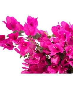Drillingsblume 'Renate', Spalier -Garten Umfassend Geschäft 8583858 WE DE 001 BougainvilleRenatePyramideT23