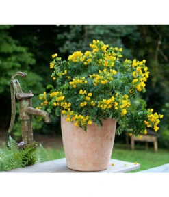 Gewürzrinde, Busch -Garten Umfassend Geschäft 8584153 PR MO 001 CassiaSennaGewuerzrindeTerrakottaTopfRund3tlg