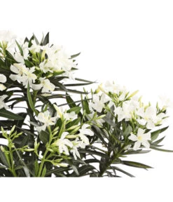 XXL Oleander, Verschiedene Sorten, Ca. 130-150 Cm -Garten Umfassend Geschäft 8590465 WE DE 001 OleanderBuschT20WeissDehnerExpressHerzig