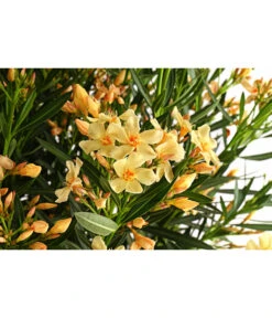 Oleander, Solitärbusch, Verschiedene Sorten -Garten Umfassend Geschäft 8590549 WE DE 001 NeriumOleanderOleanderBuschGelbT40