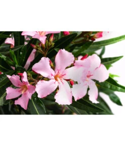 Oleander, Solitärbusch, Verschiedene Sorten -Garten Umfassend Geschäft 8590549 WE DE 001 OleanderBuschMixRosaT40