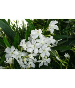 Oleander, Solitärbusch, Verschiedene Sorten -Garten Umfassend Geschäft 8590549 WE DE 001 OleanderBuschMixWeissT40