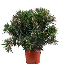 Oleander, Solitärbusch, Verschiedene Sorten -Garten Umfassend Geschäft 8590549 WE FS 001 OleanderBuschMixRosaT40
