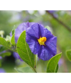 Enzianstrauch, Busch -Garten Umfassend Geschäft 8591711 8596975 8591646 8275133 LycianthesRantonettieBlauPixabay