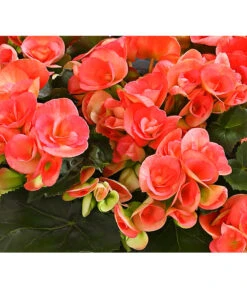 Elatior-Begonie - Begonia Elatior, Busch, Verschiedene Sorten -Garten Umfassend Geschäft 8593600 WE DE 001 BegonieBegoniaElatiorKuebelT23DehnerExpressHerzig