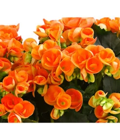 Elatior-Begonie - Begonia Elatior, Busch, Verschiedene Sorten -Garten Umfassend Geschäft 8593600 WE DE 002 BegonieBegoniaElatiorKuebelT23DehnerExpressHerzig