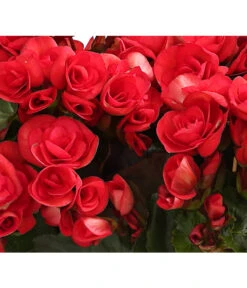 Elatior-Begonie - Begonia Elatior, Busch, Verschiedene Sorten -Garten Umfassend Geschäft 8593600 WE DE 003 BegonieBegoniaElatiorKuebelT23DehnerExpressHerzig