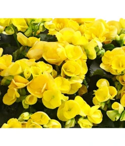 Elatior-Begonie - Begonia Elatior, Busch, Verschiedene Sorten -Garten Umfassend Geschäft 8593600 WE DE 004 BegonieBegoniaElatiorKuebelT23DehnerExpressHerzig