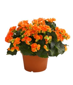 Elatior-Begonie - Begonia Elatior, Busch, Verschiedene Sorten -Garten Umfassend Geschäft 8593600 WE FS 002 BegonieBegoniaElatiorKuebelT23DehnerExpressHerzig1