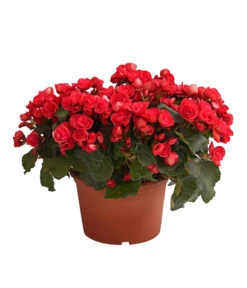 Elatior-Begonie - Begonia Elatior, Busch, Verschiedene Sorten -Garten Umfassend Geschäft 8593600 WE FS 003 BegonieBegoniaElatiorKuebelT23DehnerExpressHerzig1