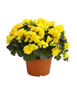 Elatior-Begonie - Begonia Elatior, Busch, Verschiedene Sorten -Garten Umfassend Geschäft 8593600 WE FS 004 BegonieBegoniaElatiorKuebelT23DehnerExpressHerzig1