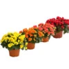 Elatior-Begonie - Begonia Elatior, Busch, Verschiedene Sorten -Garten Umfassend Geschäft 8593600 WE FS Mix BegonieBegoniaElatiorKuebelT23DehnerExpressHerzig
