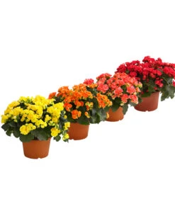 Elatior-Begonie - Begonia Elatior, Busch, Verschiedene Sorten