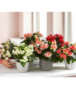 Elatior-Begonie - Begonia Elatior, Busch, Verschiedene Sorten -Garten Umfassend Geschäft 8593600 WE MO 001 Gartenbegonie Content 2021