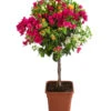 Drillingsblumen-Trio, Stämmchen -Garten Umfassend Geschäft 8593733 WE FS 001 BougainvilleaTwinStammT25