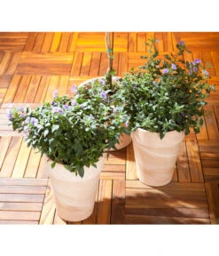 Enzianstrauch, Busch -Garten Umfassend Geschäft 8596975 BildM 001 BlauerEnzianbaumLycianthesRantBusch17