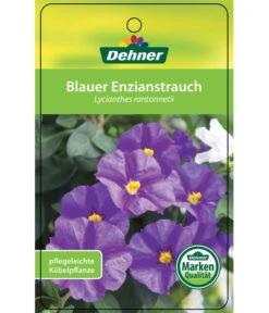 Enzianstrauch, Busch -Garten Umfassend Geschäft 8596975 BlauerEnzianstrauch Etikett 1