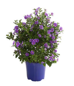 Enzianstrauch, Busch