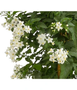 Jasminblütiger Nachtschatten, Säule -Garten Umfassend Geschäft 8597098 WE DE 001 WeisserJasminSolJasminoSaeuleKlHerzig