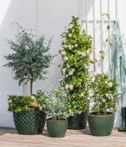 Jasminblütiger Nachtschatten, Säule -Garten Umfassend Geschäft 8597098 WE MO 002 DipladeniaEucalyptusSolanumJasmin