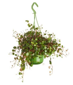 Peperomie - Peperomia Cultivars 'Pepperspot', Ampel