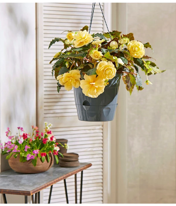 Hängebegonie 'Champagner', Ampel 4 Hängebegonie 'Champagner', Ampel – Bild 2