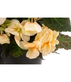 Hängebegonie 'Champagner', Ampel 11 Hängebegonie 'Champagner', Ampel -Garten Umfassend Geschäft 8604712 WE DE 002 HaengebegonieChampT27