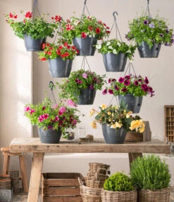 Hängebegonie 'Champagner', Ampel 10 Hängebegonie 'Champagner', Ampel -Garten Umfassend Geschäft 8604712 WE MO 001 Ampeln